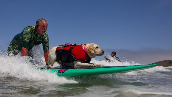 Aksi Menggemaskan Anjing-anjing di Lomba Selancar Dunia Carson, Rosie and Charlie compete at the World Dog Surfing Championships in Pacifica, California, U.S., August 5, 2023. REUTERS/Carlos Barria