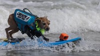Seekor anjing beraksi mengikuti Kejuaraan Selancar Anjing Dunia di Pacifica, California, pada Sabtu (5/8).  