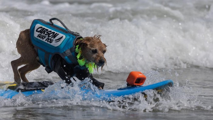 Carson, Rosie and Charlie compete at the World Dog Surfing Championships in Pacifica, California, U.S., August 5, 2023. REUTERS/Carlos Barria