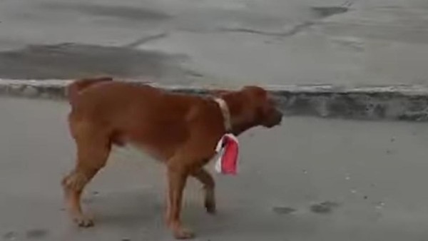 Pria Viral Kalungkan Bendera Merah Putih ke Anjing di Riau Diamankan!