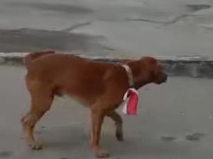 Hotman Heran Pria Kalungkan Bendera ke Anjing Jadi Tersangka, Polisi Menjawab