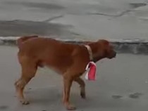 Kronologi Pegawai Pabrik Sawit di Riau Kalungkan Merah Putih ke Anjing