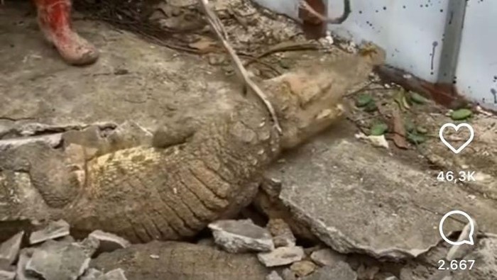 Buaya Muncul dari Beton