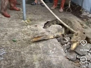 Alasan Buaya hingga Hewan Liar Muncul di Lingkungan Rumah