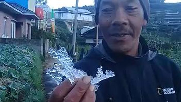 Embun membeku seperti es batu di tanaman kubis di dataran tinggi Dieng.