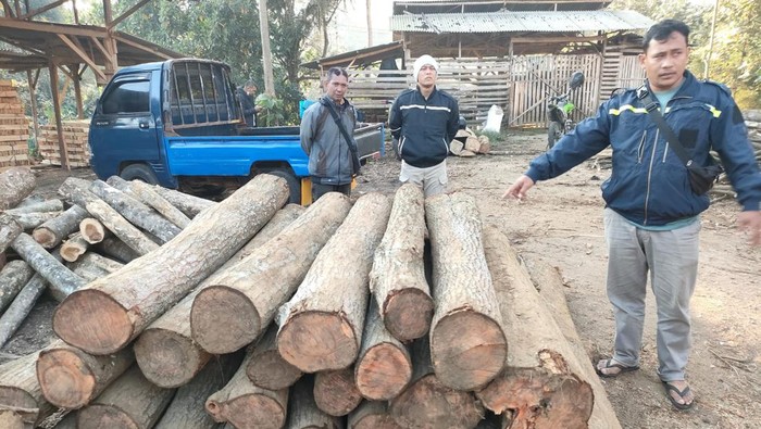 Gelondongan kayu suren hasil illegal logging di Malang disita