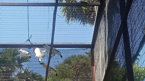 Beberapa koleksi burung jalak Bali yang akan dilepasliarkan di TNBB, Kelurahan Gilimanuk, Kecamatan Melaya, Kabupaten Jembrana, Rabu (09/8/2023).