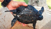 Penyu hijau dengan ukuran 12 cm tertutup minyak setelah adanya tumpahan minyak di beberapa pantai di pantai barat laut Phuket, Thailand 4 Agustus 2023.