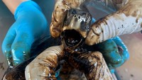 Seorang petugas dari Phuket Marine Biological Center berusaha membersihkan minyak mentah yang menempel pada penyu hijau tersebut.  