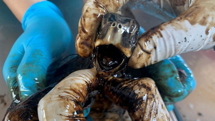 Kasihan, Penyu Hijau di Phuket Thailand Diselimuti Minyak A young green sea turtle (Chelonia mydas) with a size of 12 cm is covered in oil after being found in Nai Yang beach after the presence of oil in several beaches on the northwest coast of Phuket, Thailand August 4, 2023. Phuket Marine Biological Center/Handout via REUTERS THIS IMAGE HAS BEEN SUPPLIED BY A THIRD PARTY. NO RESALES. NO ARCHIVES