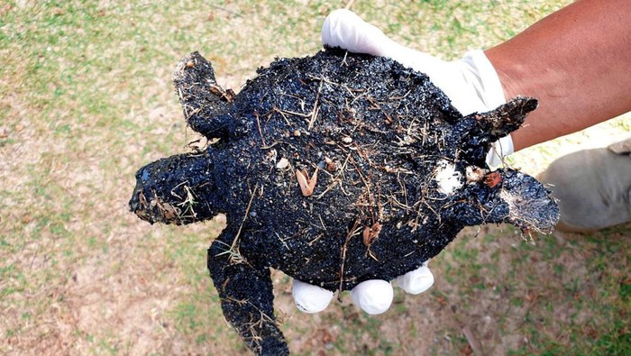 A young green sea turtle (Chelonia mydas) with a size of 12 cm is covered in oil after being found in Nai Yang beach after the presence of oil in several beaches on the northwest coast of Phuket, Thailand August 4, 2023. Phuket Marine Biological Center/Handout via REUTERS    THIS IMAGE HAS BEEN SUPPLIED BY A THIRD PARTY. NO RESALES. NO ARCHIVES