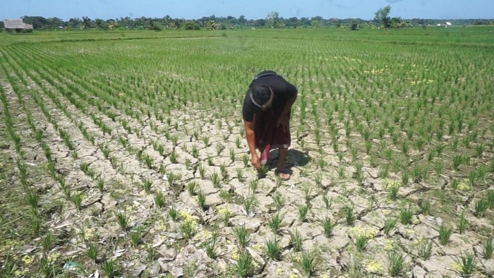 Salah satu titik dari 266 hektare lahan pertanian warga di Desa Penarungan, Kecamatan Mengwi, Badung, kering saat padi baru ditanam. Ia dan petani lain terancam gagal panen.