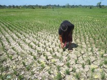 Petani Terdampak Kekeringan di Badung Dapat Bantuan Rp 1,3 Miliar