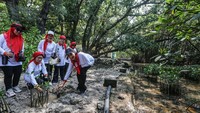 Kowani juga melakukan penanaman mangrove. 