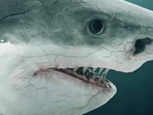Benarkah Megalodon Masih Berkeliaran di Bumi? Ini Faktanya