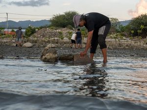 Dam Penangkap Sedimen Jaga Pertumbuhan Mangrove di Palu