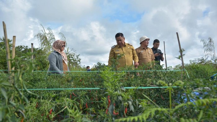 Pemkab Dairi cek panen cabai di Desa Parbuluan
