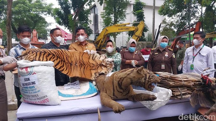 Pemusnahan taksidermi satwa dilindungi oleh BBKSDA Sumut.