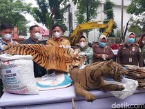 BBKSDA Sumut Musnahkan Taksidermi Satwa Dilindungi, Ada Harimau hingga Penyu