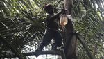 Melihat Produksi Gula Aren Tradisional di Pulau Bacan