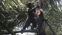 Pertama, para petani ini mengambil air nira dari pohon aren untuk diolah menjadi gula aren, Kamis (10/8/2023).