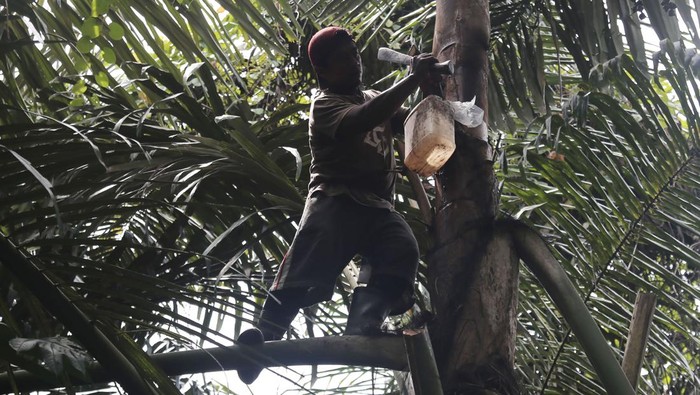 Petani meletakkan gula aren yang baru dimasak saat proses pembuatannya di Kampung Makian, Pulau Bacan, Kabupaten Halmahera Selatan, Maluku Utara, Kamis (10/8/2023). Produksi gula aren secara tradisional itu membutuhkan waktu tiga jam hingga sehari, dan dapat memproduksi sampai 150 cetakan yang dipasarkan ke beberapa daerah yaitu Ternate, Sanana dan Obi, dijual dengan harga Rp 10 ribu per buah. ANTARA FOTO/Andri Saputra /Spt.