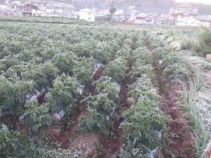 Embun Es Dieng Meluas, Tanaman Kentang Layu-Petani Hadapi Dilema