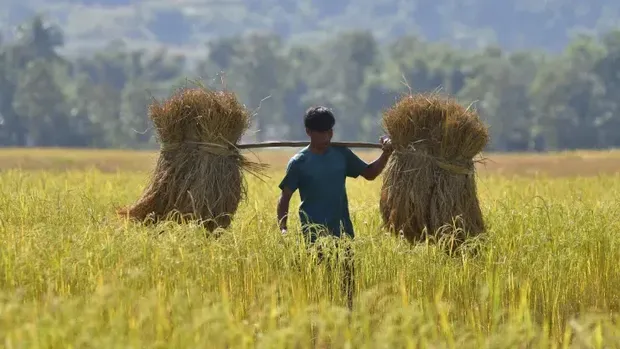 A farmer in a paddy field in Assam, India.