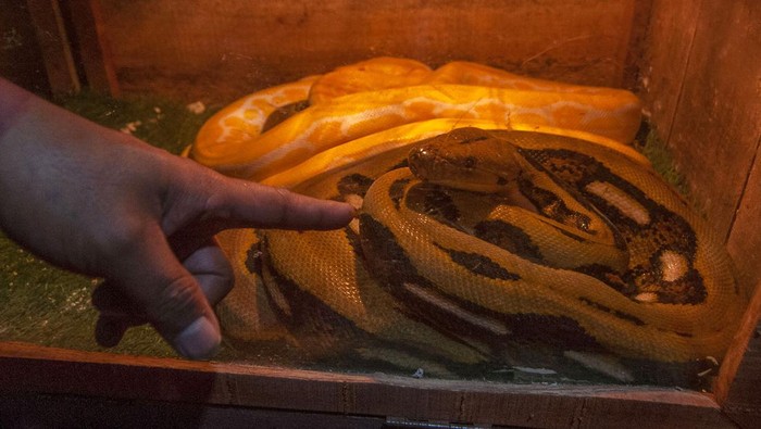 Pembudidaya menunjukkan ular piton (Python Reticulatus) yang dibudi daya di Gladagsari, Boyolali, Jawa Tengah, Jumat (11/8/2023). Berbagai jenis ular dari keluarga 