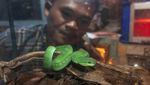 Budi Daya Ular Berbisa di Boyolali