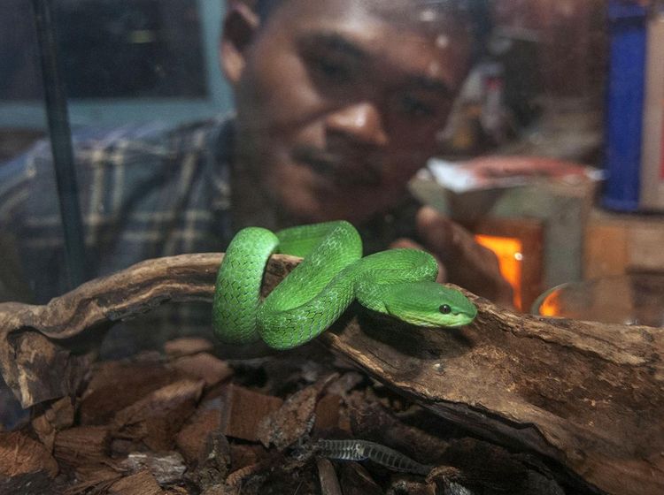 Budi Daya Ular Berbisa di Boyolali