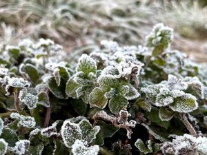 5 Fakta Embun Es Selimuti Gunung Ciremai