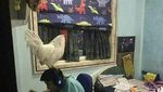 10 Foto Aneh yang Sulit Dicerna Akal