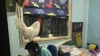 Mungkin si ayam ingin memastikan sang anak belajar serius. Foto: Bored Panda