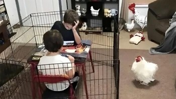 Mungkin biar lebih nyaman belajar tanpa gangguan ayam peliharaan. Foto: Bored Panda