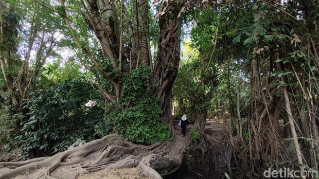 Keindahan jembatan akar di Seyegan, Sleman.
