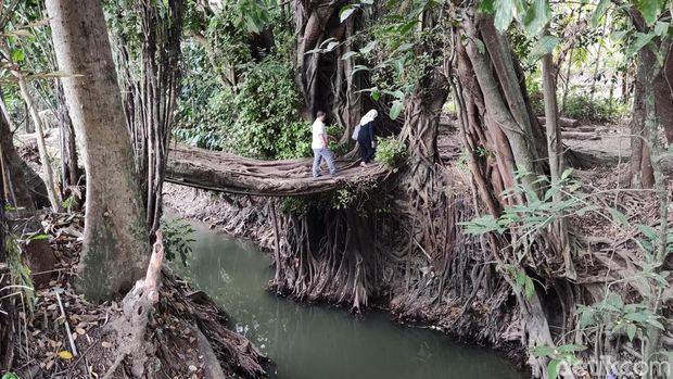 Keindahan jembatan akar di Seyegan, Sleman.