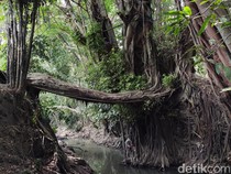 Tahukah Kamu, Ada Jembatan Akar Pohon di Sleman, Ini Penampakannya