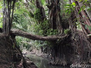 Tahukah Kamu, Ada Jembatan Akar Pohon di Sleman, Ini Penampakannya