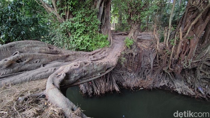 Keindahan jembatan akar di Seyegan, Sleman.