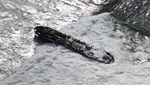 Kebakaran Hutan di Hawaii, Boat Ini Ikut Hangus