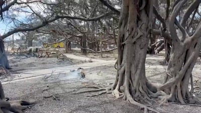 Kebakaran Hutan Membuat Pulau di Hawaii Jadi Abu