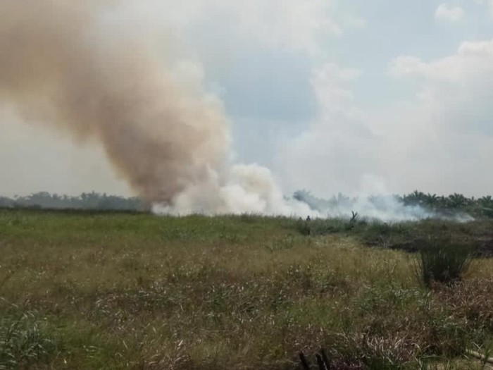 Kebakaran lahan di Tanjung Jabung Barat.