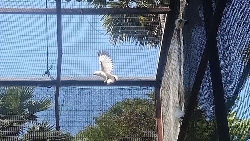 Koleksi burung jalak Bali (Leucopsar rothschildi) atau Curik Bali yang akan dilepasliarkan di TNBB, Kekurahan Gilimanuk, Kecamatan Melaya, Jembrana, Kamis (10/8/2023). (I Putu Adi Budiastrawan/detikBali).