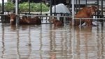 Kota di Korsel Terendam Banjir Setinggi Rumah Imbas Topan Khanun