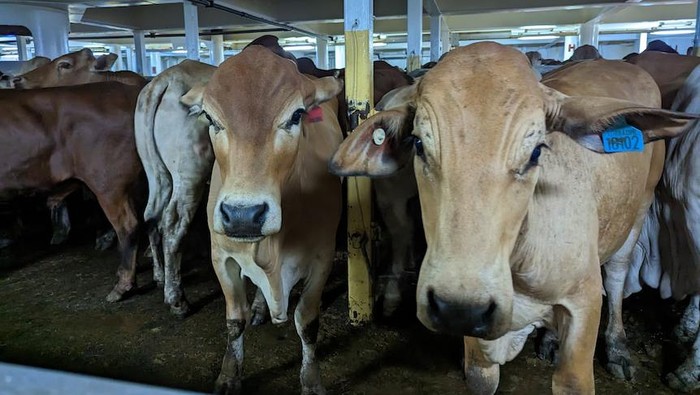 Malaysia Ikut Menangguhkan Impor Sapi Hidup dari Australia