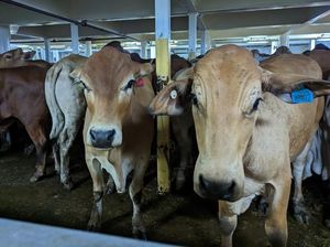 Pengusaha Klaim Rencana Impor 400 Ribu Sapi Australia Tepat, Ini Alasannya