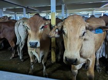 184 Ekor Sapi Impor Australia Mendarat di RI