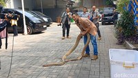 Ditemui di kawasan Mampang, Jakarta Selatan, Jumat (11/8/2023) Panji Petualang memperlihatkan king kobra peliharaannya. Foto: Febri/detikHOT