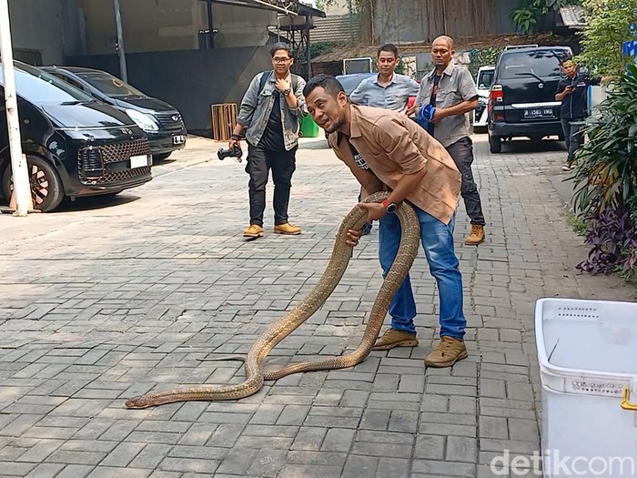 Panji Petualang dan ular kobra peliharaannya.